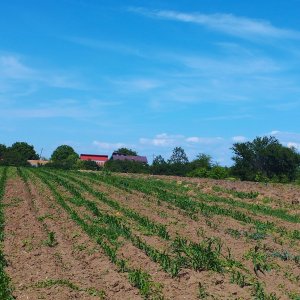 MEGA OCAZIE SE VINDE TEREN 10.600 DE METRI LA PRET DE 6.600 CU DESCHIDRE LA LAC