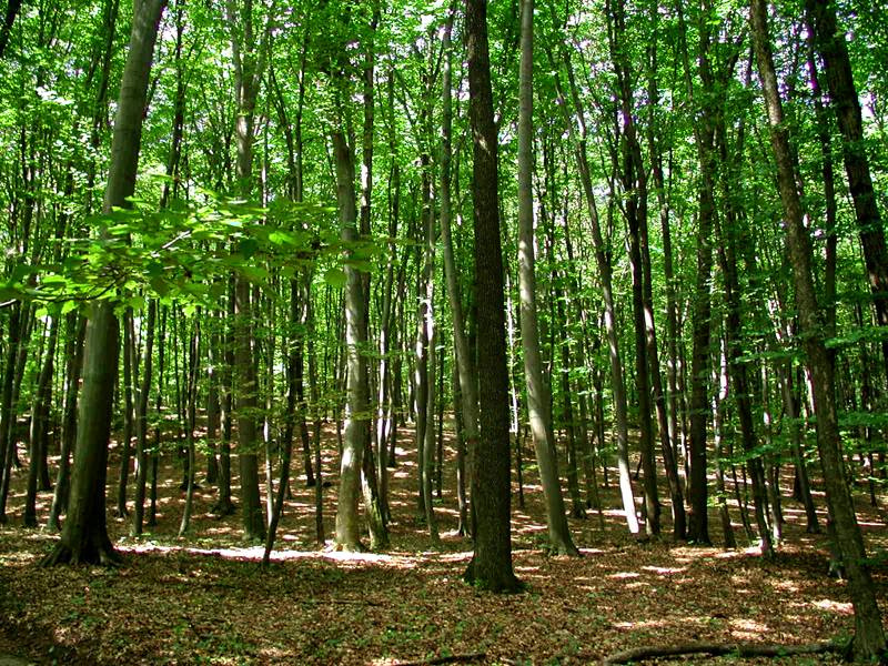 Refugiul tău verde lângă Băneasa – 2 hectare de pădure super locație